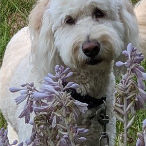 Meet your Posher, Donna